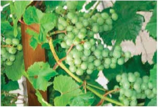 Иллюстрация к книге — Рабочий календарь дачника, или Рабочие будни на даче [b00001394.jpg]