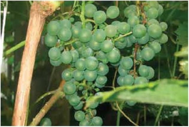 Иллюстрация к книге — Рабочий календарь дачника, или Рабочие будни на даче [b00001396.jpg]