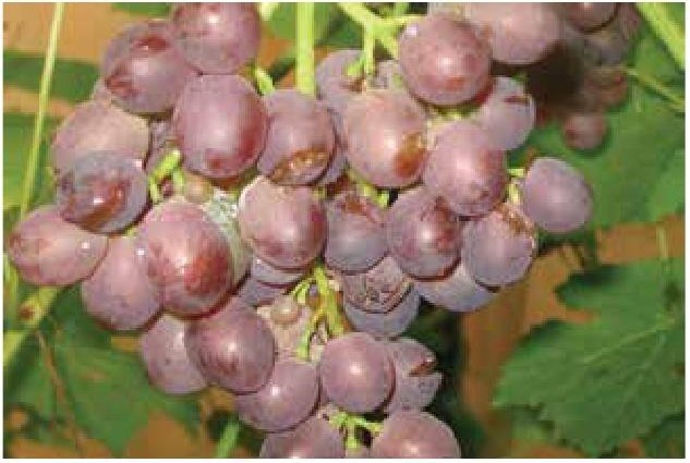 Иллюстрация к книге — Рабочий календарь дачника, или Рабочие будни на даче [b00001397.jpg]