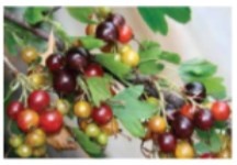 Иллюстрация к книге — Рабочий календарь дачника, или Рабочие будни на даче [img1a2a2f98da184681966b8d987e2eddf9.jpg]