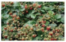 Иллюстрация к книге — Рабочий календарь дачника, или Рабочие будни на даче [img608996c5ef8748c1bc48257aaa3cb120.jpg]