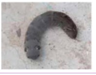 Иллюстрация к книге — Рабочий календарь дачника, или Рабочие будни на даче [img68d2c1a99f9343c5850cd88387aa2821.jpg]