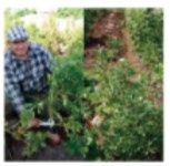 Иллюстрация к книге — Рабочий календарь дачника, или Рабочие будни на даче [img9f2a242c158044d4b800146f5ca7637a.jpg]