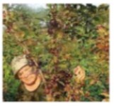 Иллюстрация к книге — Рабочий календарь дачника, или Рабочие будни на даче [imgfbe86a9e87854c0ea4117f009e257a3f.jpg]