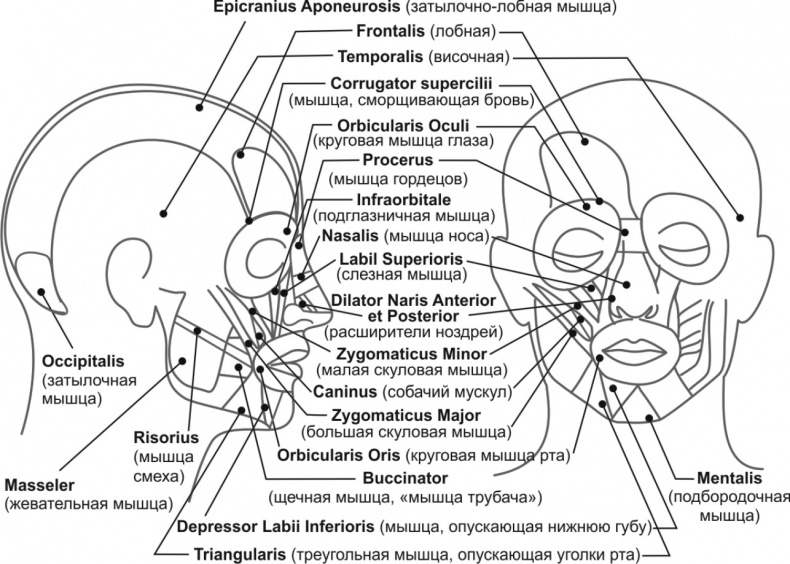 Иллюстрация к книге — Читай лица! Специальная методика чтения лиц и эмоций [i_017.jpg]