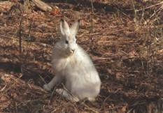 Иллюстрация к книге — Ох, охота! [i_005.jpg]