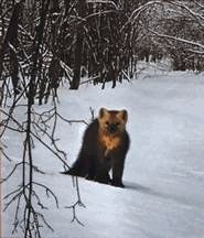 Иллюстрация к книге — Ох, охота! [i_009.jpg]