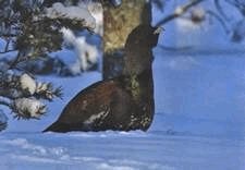 Иллюстрация к книге — Ох, охота! [i_013.jpg]