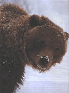 Иллюстрация к книге — Ох, охота! [i_024.jpg]