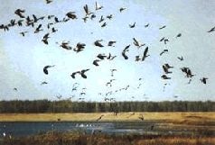 Иллюстрация к книге — Ох, охота! [i_025.jpg]