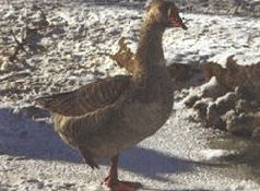 Иллюстрация к книге — Ох, охота! [i_026.jpg]