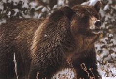 Иллюстрация к книге — Ох, охота! [i_053.jpg]