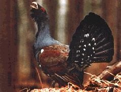 Иллюстрация к книге — Ох, охота! [i_074.jpg]