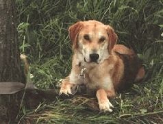 Иллюстрация к книге — Ох, охота! [i_087.jpg]