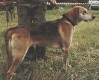 Иллюстрация к книге — Ох, охота! [i_098.jpg]