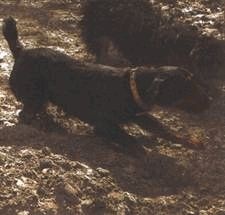 Иллюстрация к книге — Ох, охота! [i_107.jpg]