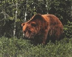 Иллюстрация к книге — Ох, охота! [i_113.jpg]