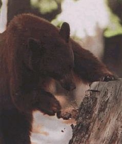 Иллюстрация к книге — Ох, охота! [i_114.jpg]