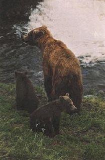 Иллюстрация к книге — Ох, охота! [i_117.jpg]