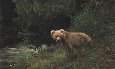 Иллюстрация к книге — Ох, охота! [i_123.jpg]