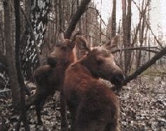 Иллюстрация к книге — Ох, охота! [i_128.jpg]