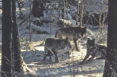 Иллюстрация к книге — Ох, охота! [i_136.jpg]