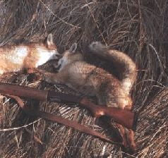 Иллюстрация к книге — Ох, охота! [i_139.jpg]