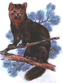 Иллюстрация к книге — Ох, охота! [i_141.jpg]