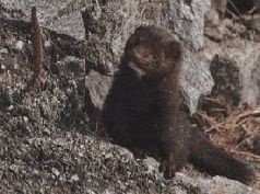 Иллюстрация к книге — Ох, охота! [i_143.jpg]