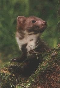 Иллюстрация к книге — Ох, охота! [i_144.jpg]