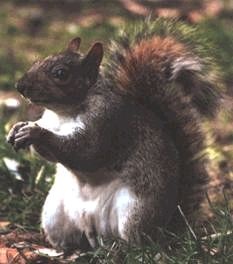 Иллюстрация к книге — Ох, охота! [i_145.jpg]