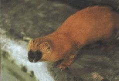 Иллюстрация к книге — Ох, охота! [i_147.jpg]