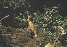 Иллюстрация к книге — Ох, охота! [i_148.jpg]