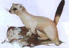 Иллюстрация к книге — Ох, охота! [i_149.jpg]