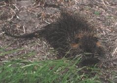 Иллюстрация к книге — Ох, охота! [i_150.jpg]