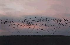 Иллюстрация к книге — Ох, охота! [i_152.jpg]