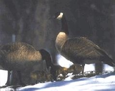 Иллюстрация к книге — Ох, охота! [i_155.jpg]