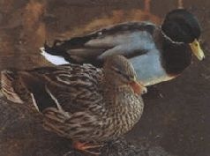 Иллюстрация к книге — Ох, охота! [i_156.jpg]