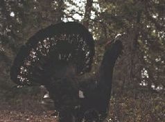 Иллюстрация к книге — Ох, охота! [i_160.jpg]