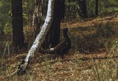 Иллюстрация к книге — Ох, охота! [i_161.jpg]