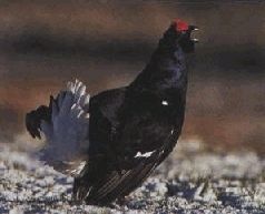 Иллюстрация к книге — Ох, охота! [i_163.jpg]