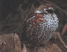 Иллюстрация к книге — Ох, охота! [i_164.jpg]