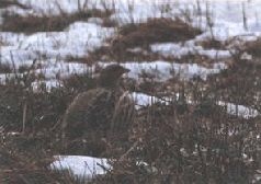 Иллюстрация к книге — Ох, охота! [i_165.jpg]