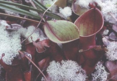 Иллюстрация к книге — Умные растения. Как они приманивают и обманывают, предупреждают собратьев, защищаются и зовут на помощь, когда оказываются в опасности [i_001.jpg]