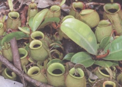 Иллюстрация к книге — Умные растения. Как они приманивают и обманывают, предупреждают собратьев, защищаются и зовут на помощь, когда оказываются в опасности [i_002.jpg]