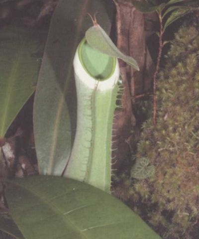 Иллюстрация к книге — Умные растения. Как они приманивают и обманывают, предупреждают собратьев, защищаются и зовут на помощь, когда оказываются в опасности [i_003.jpg]