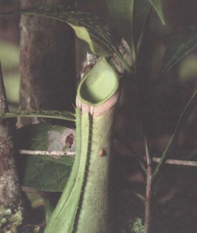 Иллюстрация к книге — Умные растения. Как они приманивают и обманывают, предупреждают собратьев, защищаются и зовут на помощь, когда оказываются в опасности [i_004.jpg]