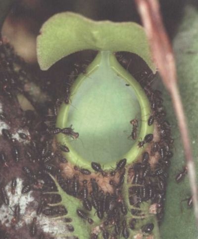 Иллюстрация к книге — Умные растения. Как они приманивают и обманывают, предупреждают собратьев, защищаются и зовут на помощь, когда оказываются в опасности [i_005.jpg]