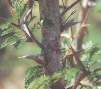 Иллюстрация к книге — Умные растения. Как они приманивают и обманывают, предупреждают собратьев, защищаются и зовут на помощь, когда оказываются в опасности [i_007.jpg]