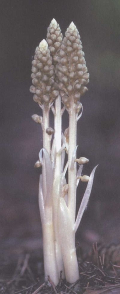 Иллюстрация к книге — Умные растения. Как они приманивают и обманывают, предупреждают собратьев, защищаются и зовут на помощь, когда оказываются в опасности [i_011.jpg]